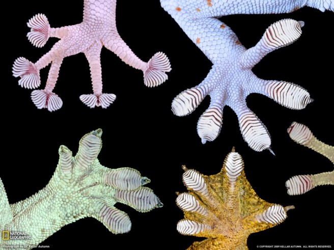 gecko-feet-kellar-autumn-933x700.jpg